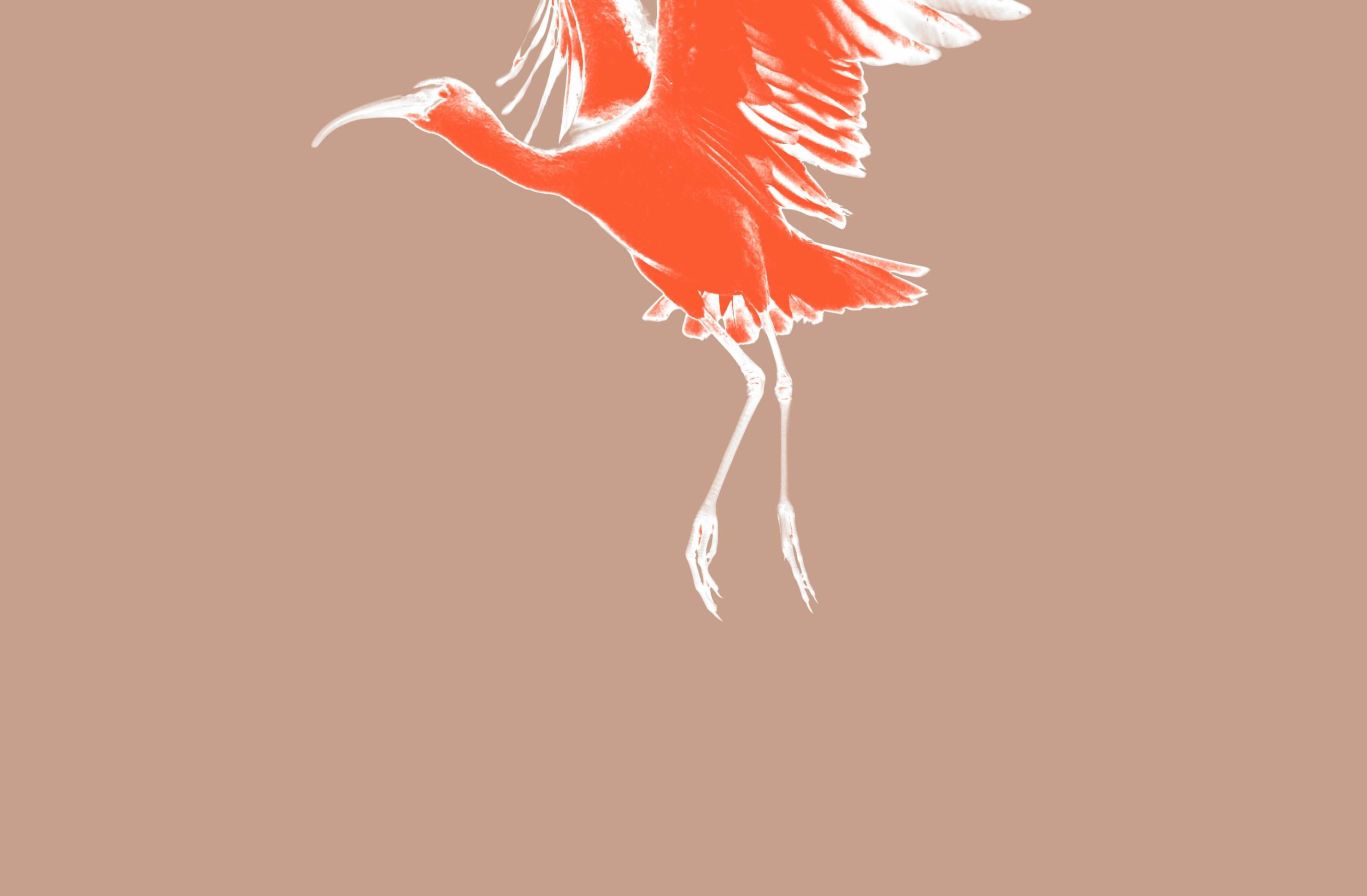 linhas de tensao daniel tercio liliana coutinho web